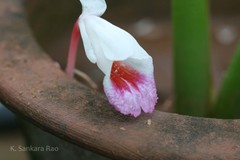 Boesenbergia tiliifolia